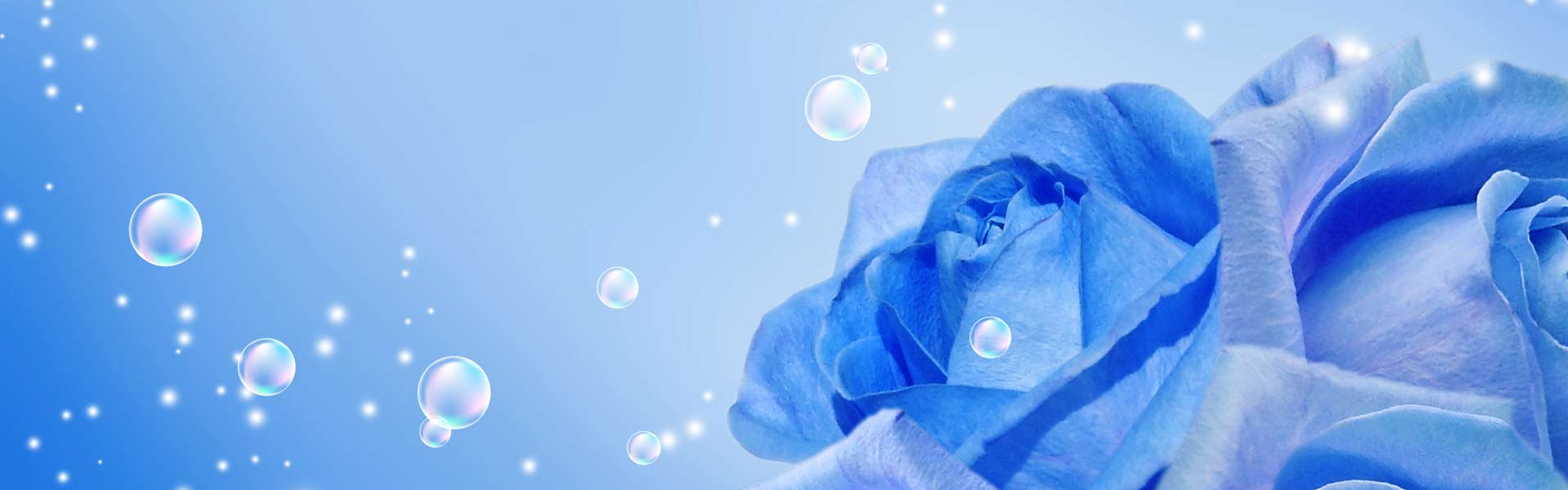 Blue Rose image banner